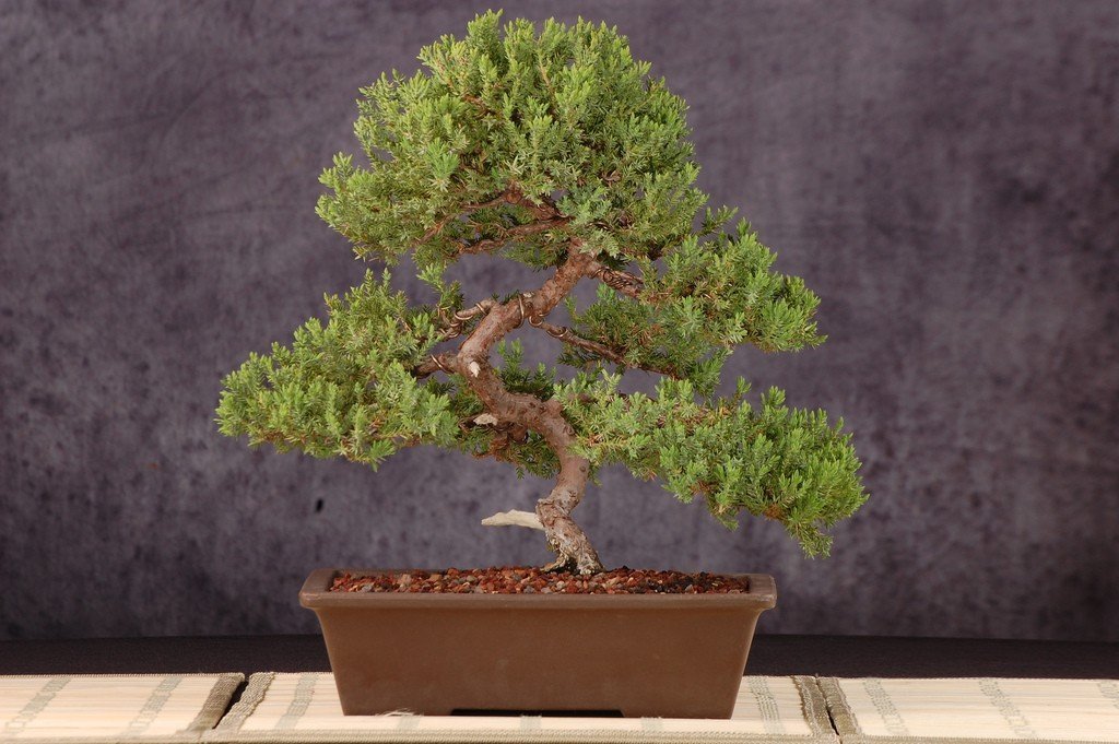 https://www.acessa.com/casa/arquivo/decoracao/2011/08/22-bonsai/